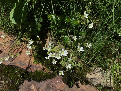 Bubil-Bearing Saxifrage (Saxifraga granulifera)