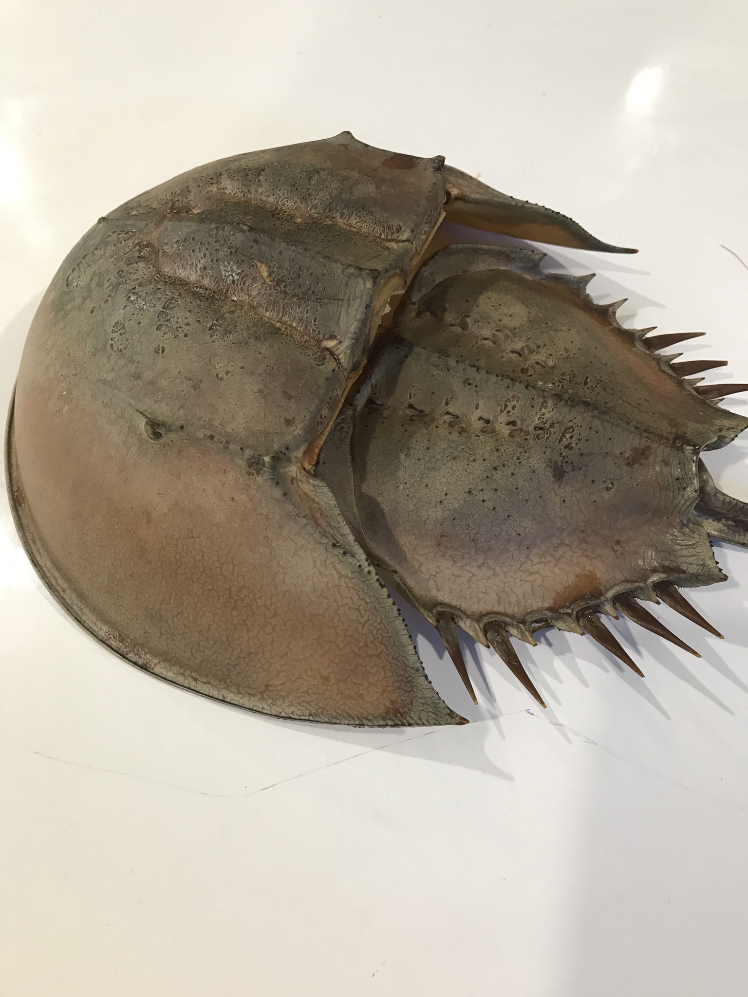 Chinese Horseshoe Crab (Tachypleus tridentatus) · iNaturalist