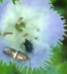 Idiostethus subcalvus