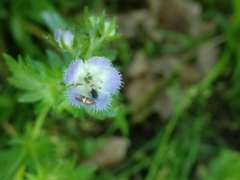 Idiostethus subcalvus