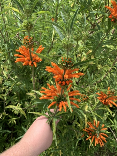 Leonotis leonurus