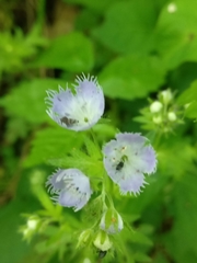 Idiostethus subcalvus