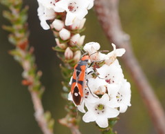 Melanerythrus mactans