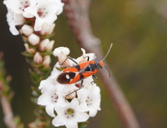 Melanerythrus mactans