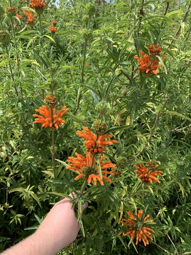 Leonotis leonurus