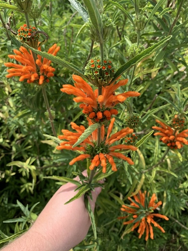 Leonotis leonurus