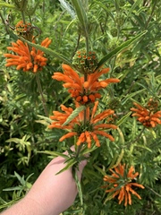 Lions Tail (Leonotis leonurus)