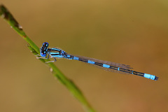 Coenagrion caerulescens