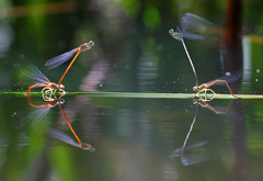 Platycnemis acutipennis