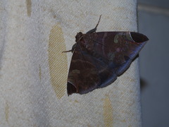 Pindara illibata