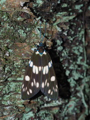 Eterusia aedea formosana