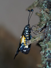 Eterusia aedea formosana