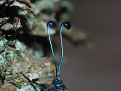 Eterusia aedea formosana