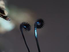 Eterusia aedea formosana