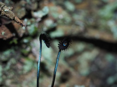 Eterusia aedea formosana