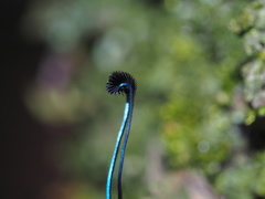 Eterusia aedea formosana