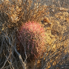 Ferocactus gracilis gracilis