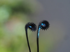 Eterusia aedea formosana