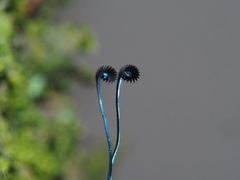 Eterusia aedea formosana