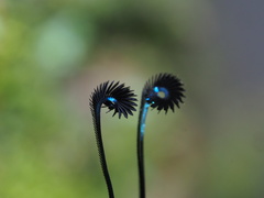 Eterusia aedea formosana