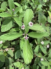 Lippia strigulosa