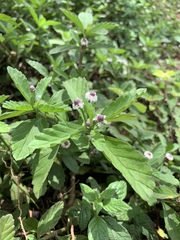 Lippia strigulosa