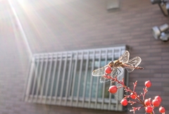 Sympetrum