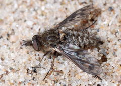 Conophorus collini