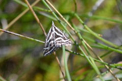 Dichromodes confluaria