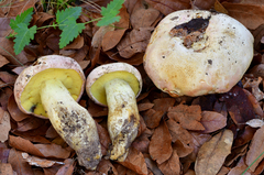 Butyriboletus pulchriceps