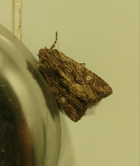 Polymixis trisignata