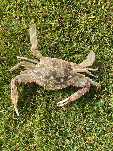 Portunus hawaiiensis, 2025-06-12