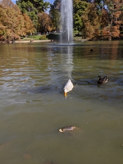 Anas platyrhynchos domesticus