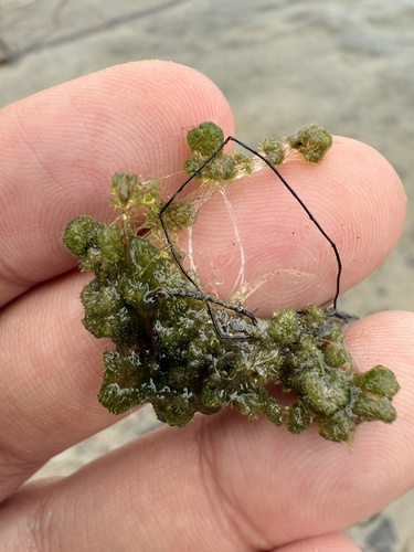 Dwarf Stonewort (Nitella tenuissima)
