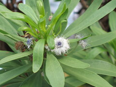 Willow-leaved Globe Daisy (Globularia salicina)
