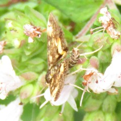 Pyrausta orphisalis