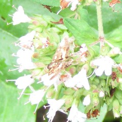 Pyrausta orphisalis
