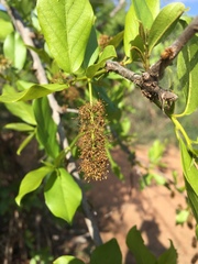 Combretum adenogonium