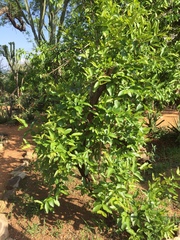 Combretum adenogonium