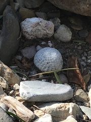 Mammillaria herrerae