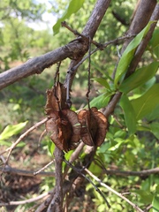Combretum adenogonium