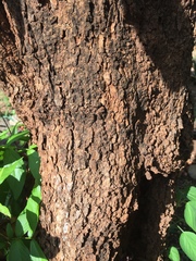 Combretum adenogonium