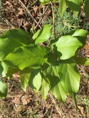 Combretum adenogonium