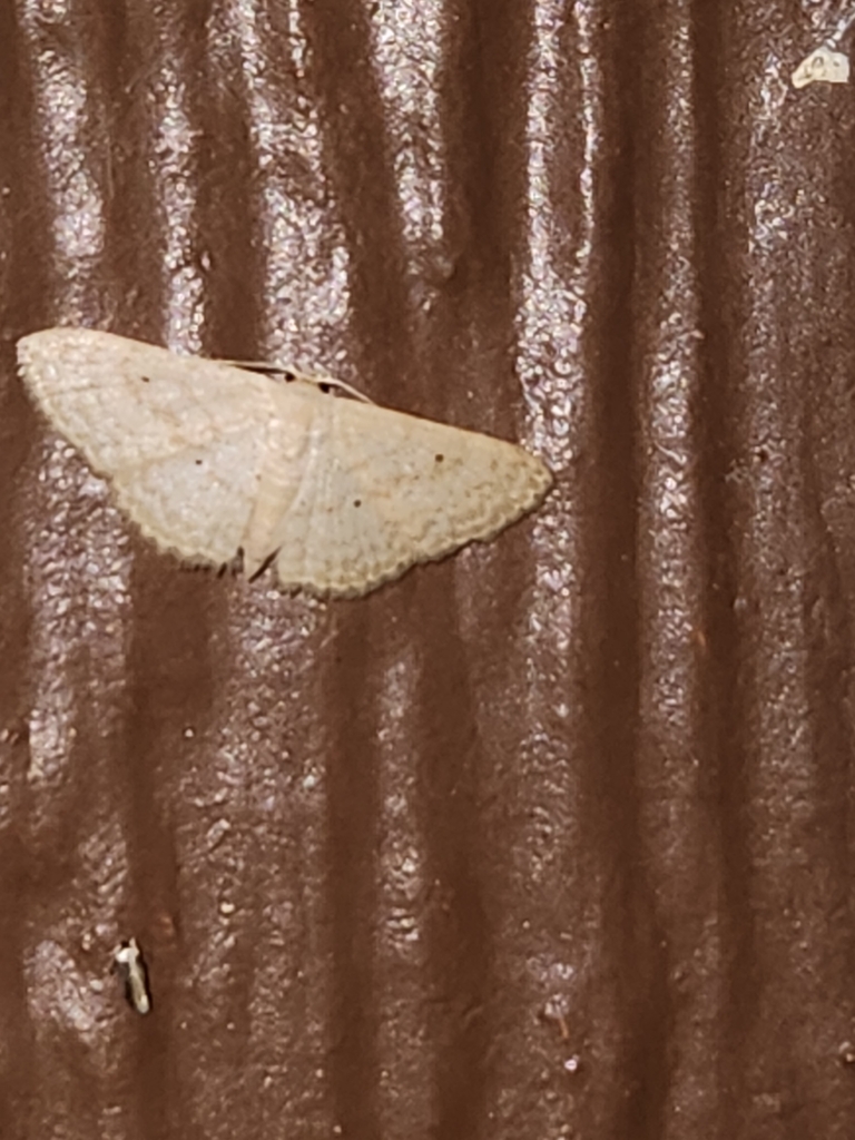 Scopula benitaria