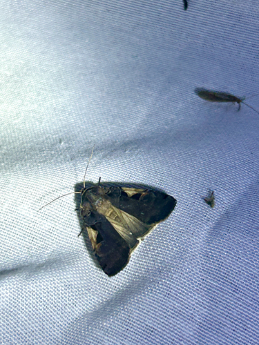 Greater Black-letter Dart photo 5