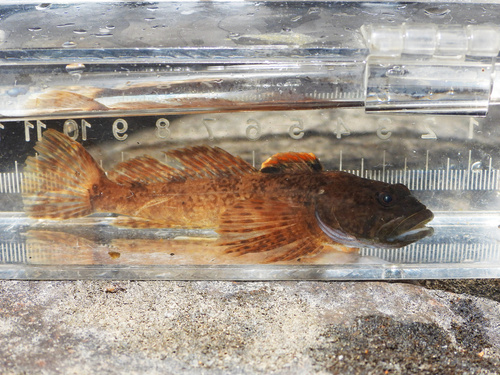 Paiute Sculpin