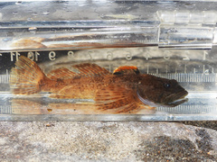 Paiute Sculpin photo 2
