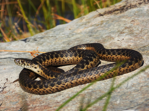 Sierra Garter Snake