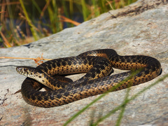 Western Aquatic Garter Snake photo 1