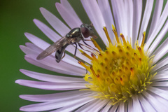 Platycheirus obscurus